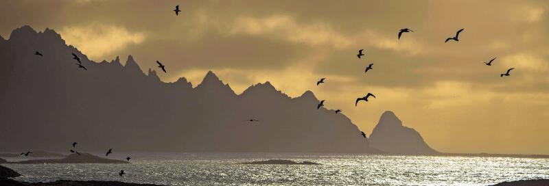 «Das sanfte Licht im hohen Norden ist unübertreffbar. Nach einem langen Tag in den Lofoten konnte ich beobachten, wie Möwen im Wind spielten – ein Balanceakt zwischen Verschlusszeit, ISO und Bildgestaltung. Solche Momente sind einzigartig. An diesem Abend entstanden viele besondere Aufnahmen.»