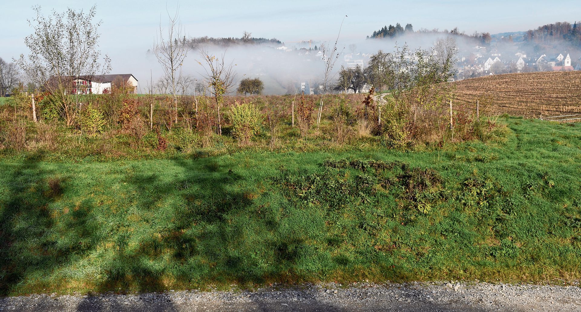 Diese Sträucher und Bäume sind als Sichtschutz zwischen der Kiesgrube und dem Siedlungsgebiet Knonau vorgesehen. Diesen Zweck erfüllt sie heute noch nicht. Um das Ganze zu beschleunigen, wurde der Sichtschutz mithilfe eines 2,5 Meter hohen Erdwalls künstlich erhöht. (Bild Livia Häberling)