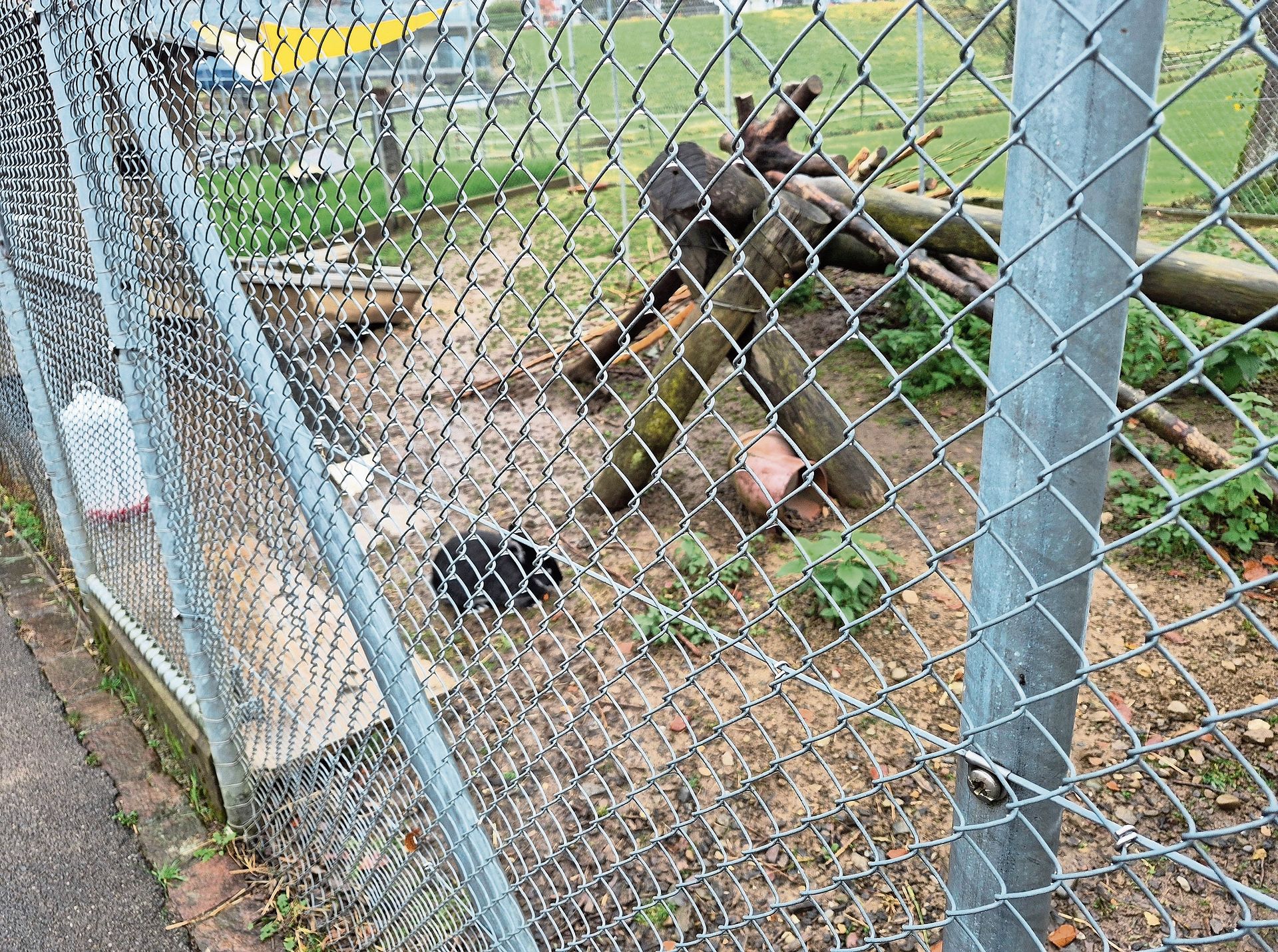 Das Kaninchengehege bei der Kinder-Reha in Affoltern vor der Umgestaltung. Nun wurde es mit mehr Beschäftigungsmaterialien ausgestattet, um die Kaninchen zu animieren, sich ihrer Art entsprechend zu bewegen. Das Kaninchengehege bei der Kinder-Reha in Affoltern vor der Umgestaltung. Nun wurde es mit mehr Beschäftigungsmaterialien ausgestattet, um die Kaninchen zu animieren, sich ihrer Art entsprechend zu bewegen.