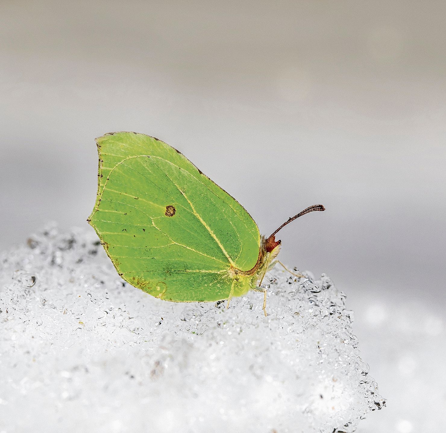 Der einheimische Zitronenfalter hat seine ganz eigene Strategie, um die kalten Wintertage im Säuliamt zu überstehen. (Bild istock)