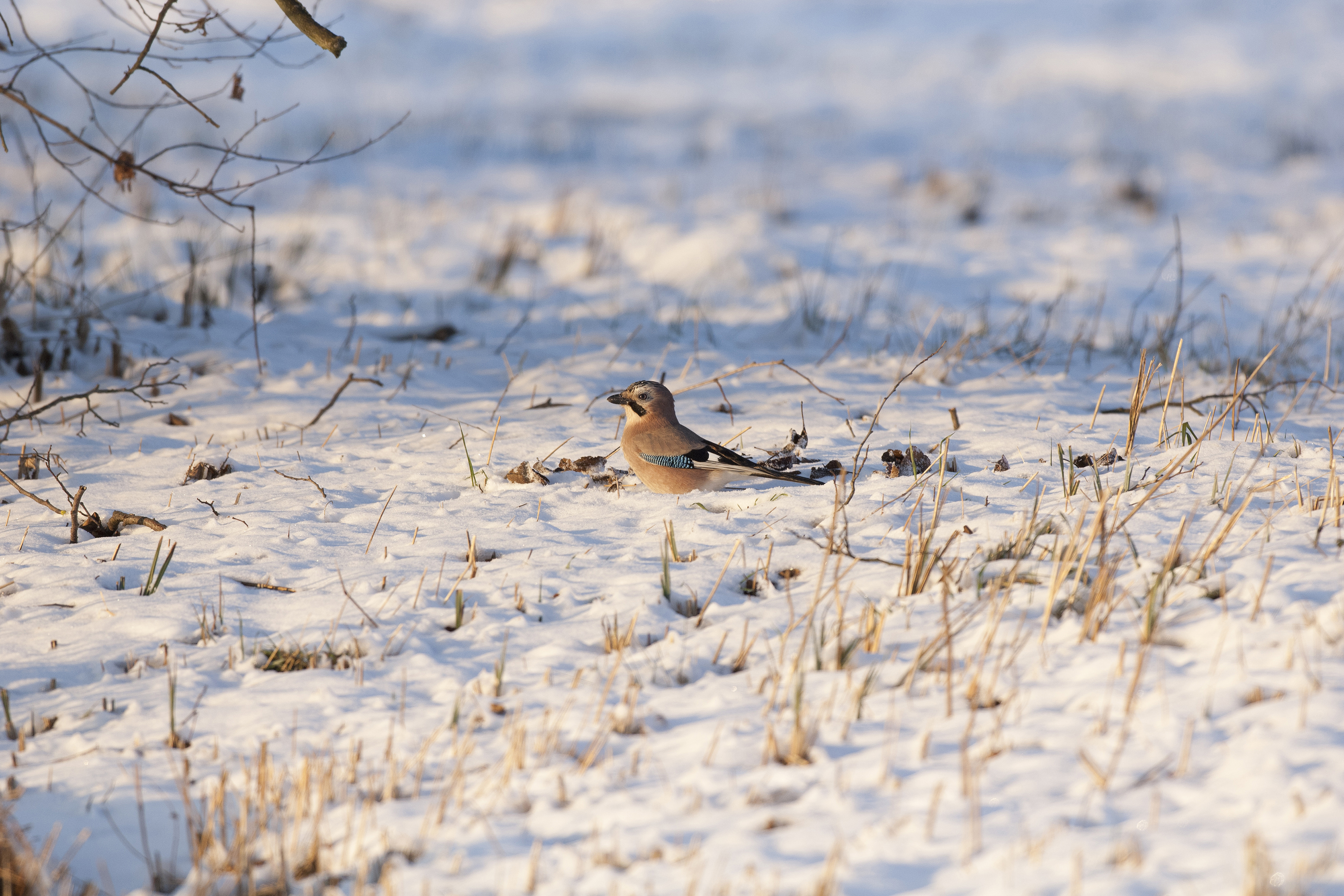 Der Eichelhähler hat seine ganz eigene Strategie, um die kalten Wintertage im Säuliamt zu überstehen. (Bild: Michael Gerber)
