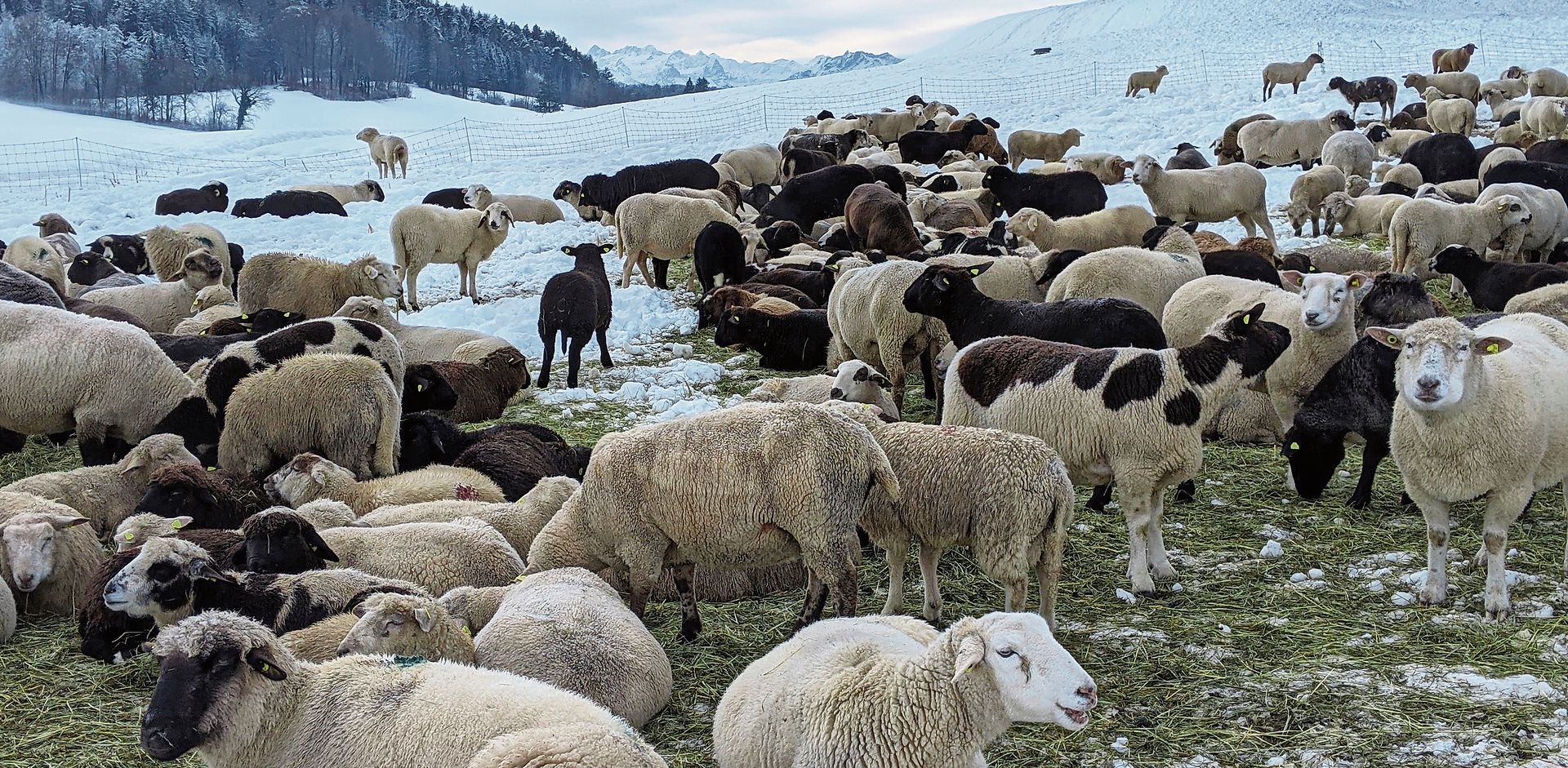Friedlich weidende Schafe oberhalb Bonstetten – mit Blick aufs Feldenmoos. (Bild Judith Grundmann, Bonstetten)