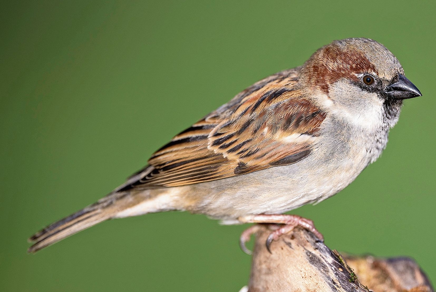 Je grösser der dunkle Latz unter dem Schnabel, desto attraktiver ist das Männchen.