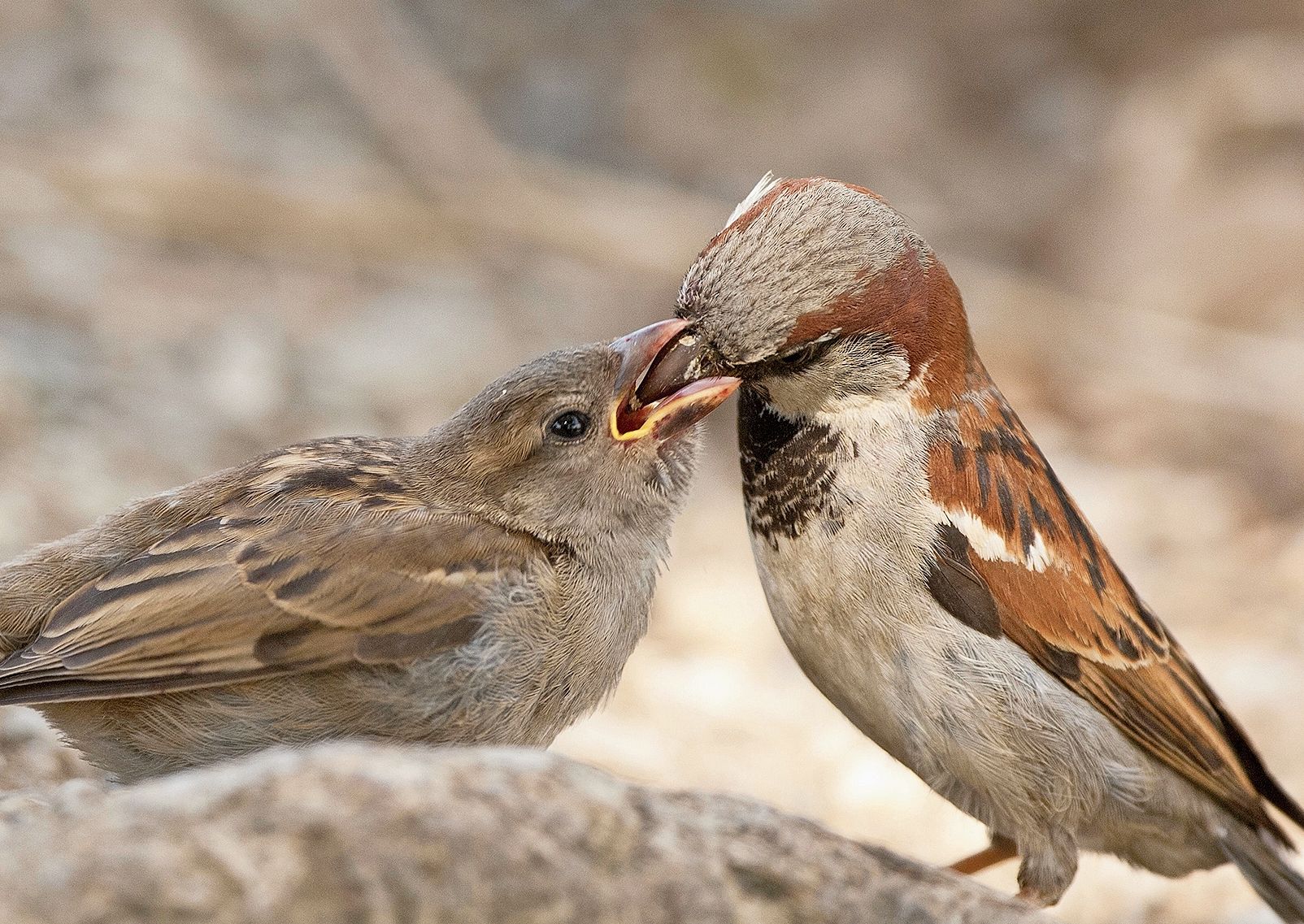 Nach dem Ausflug füttern die Eltern die Jungen noch einige Tage. 