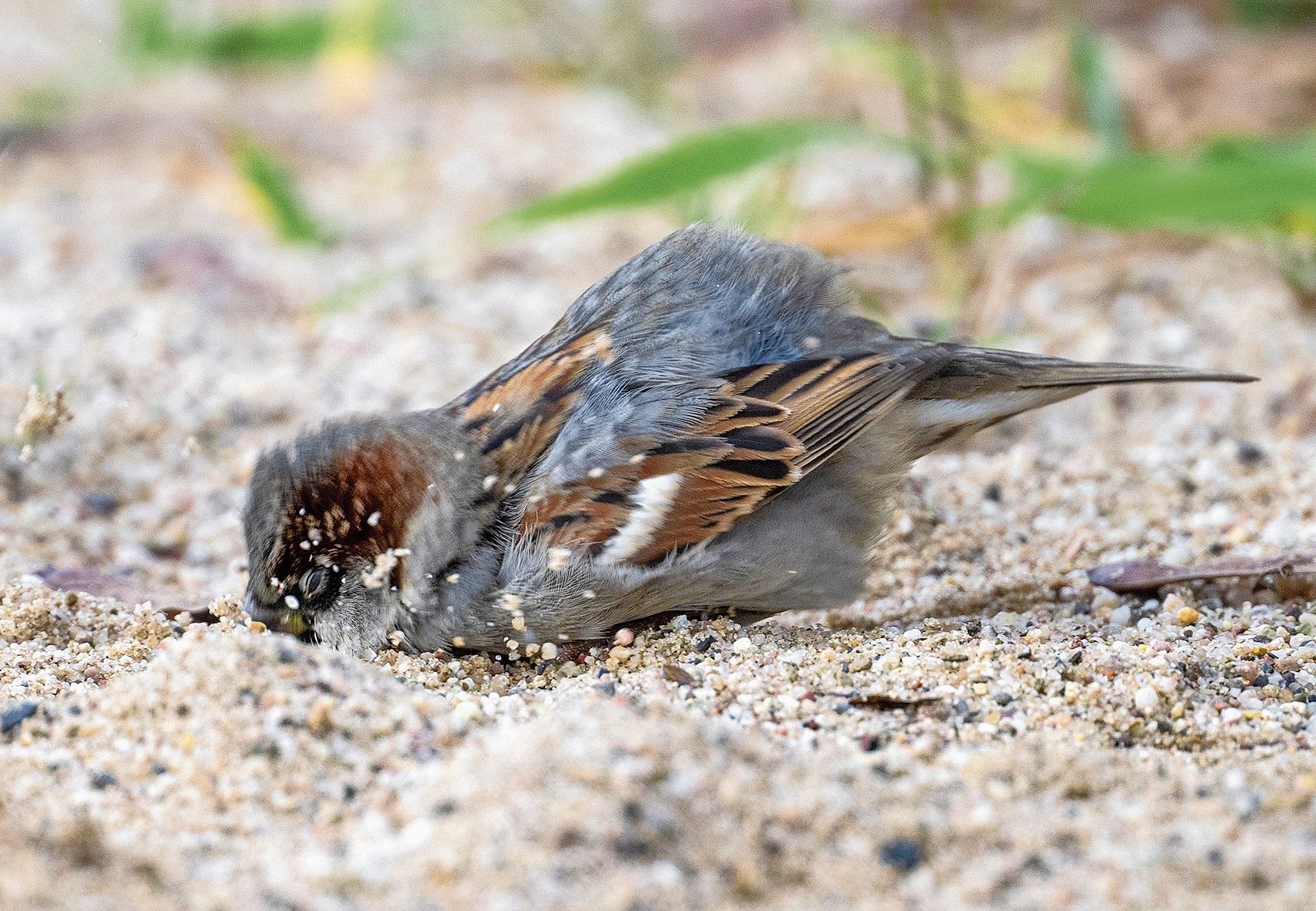 Spatzen baden gerne im Sand, um Parasiten loszuwerden.
