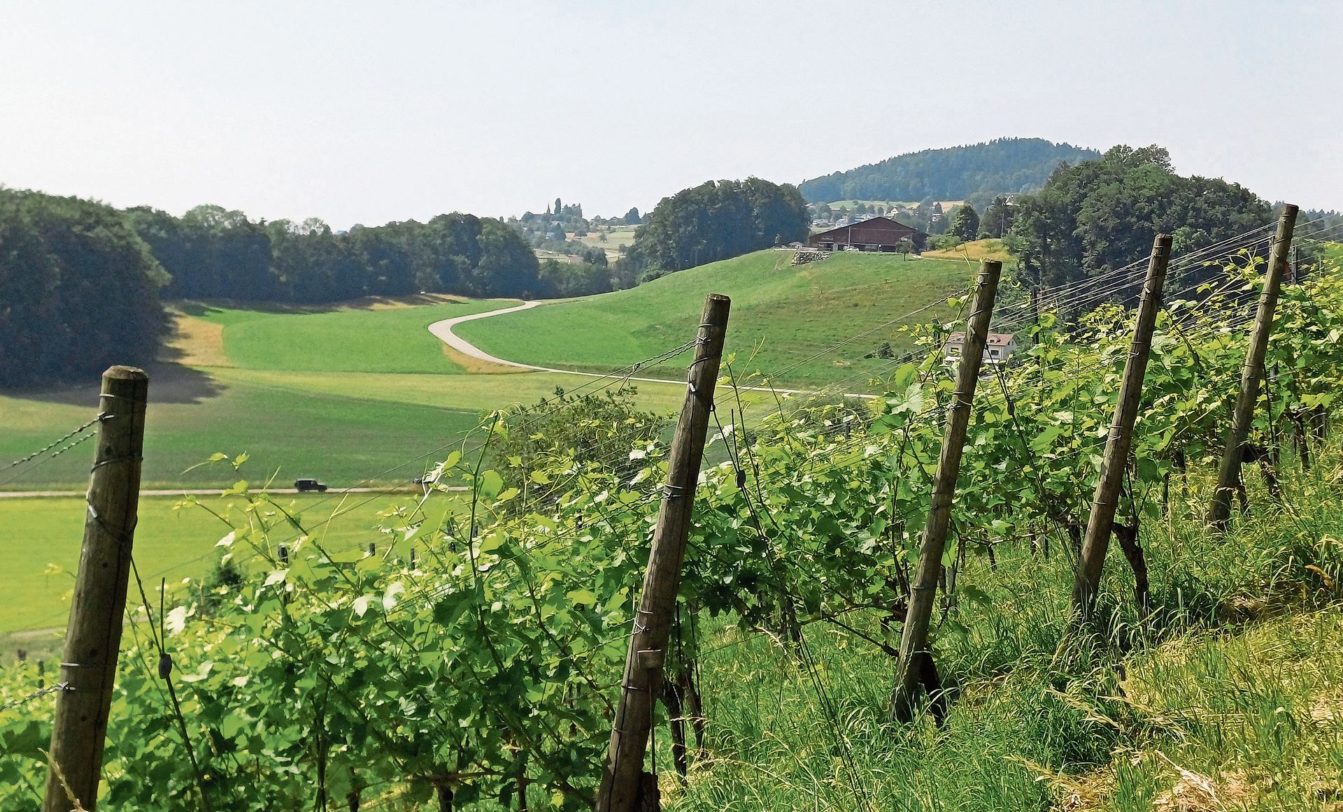 Ausblick vom Rebberg in Richtung Aeugst. (Bilder Regula Zellweger) Ausblick vom Rebberg in Richtung Aeugst. (Bilder Regula Zellweger)