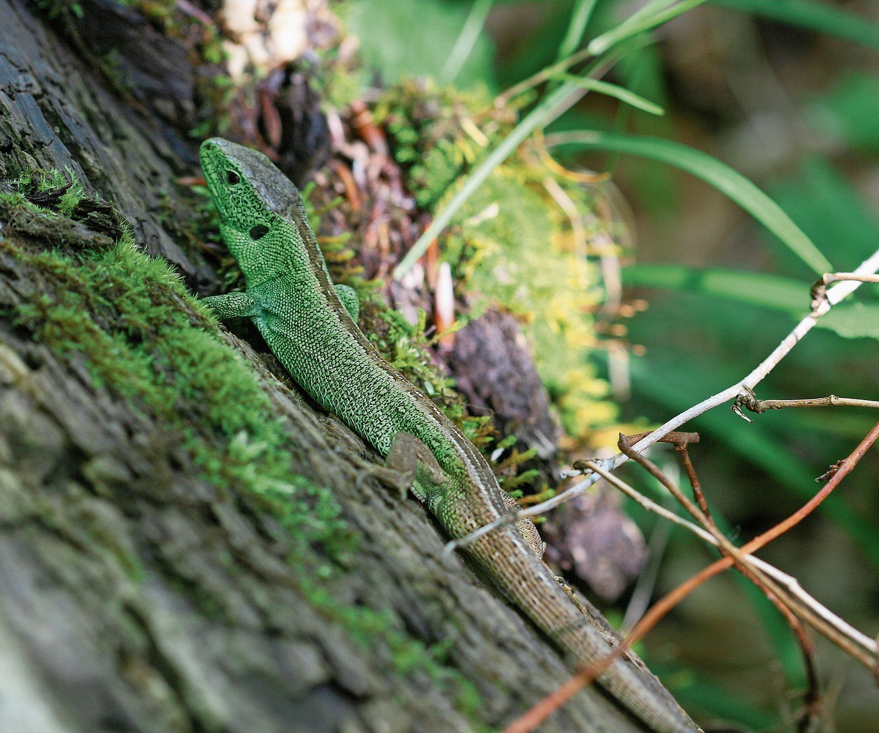 Männliche Zauneidechse im Frühling. (Bilder zvg)