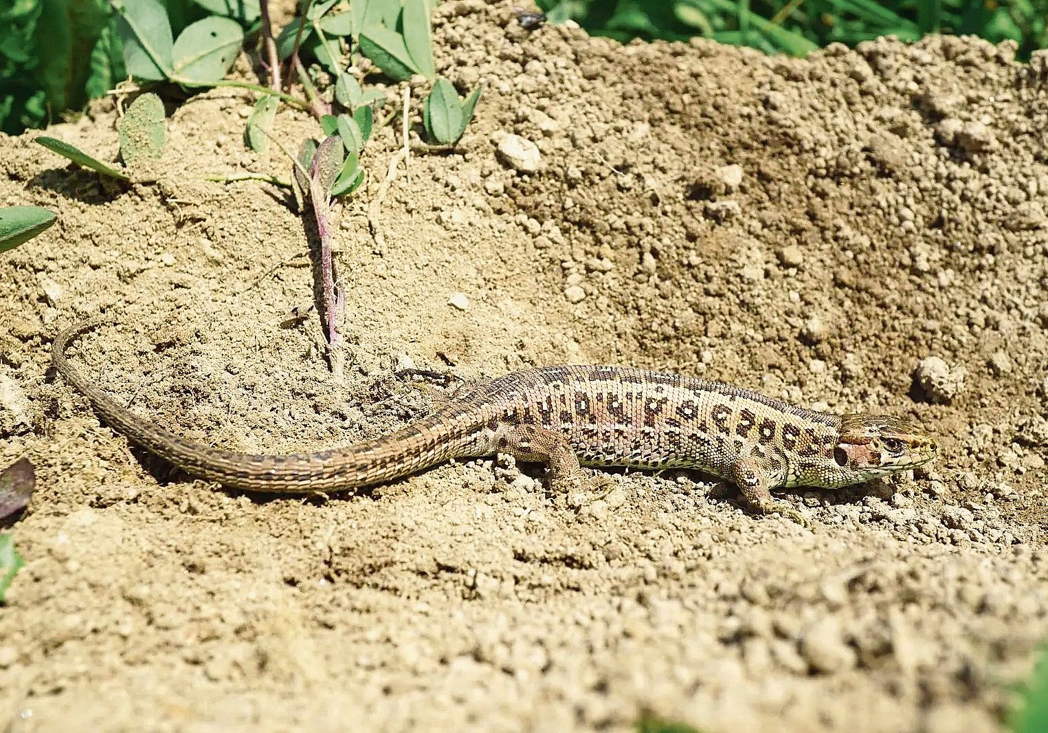 Weibliche Zauneidechse.