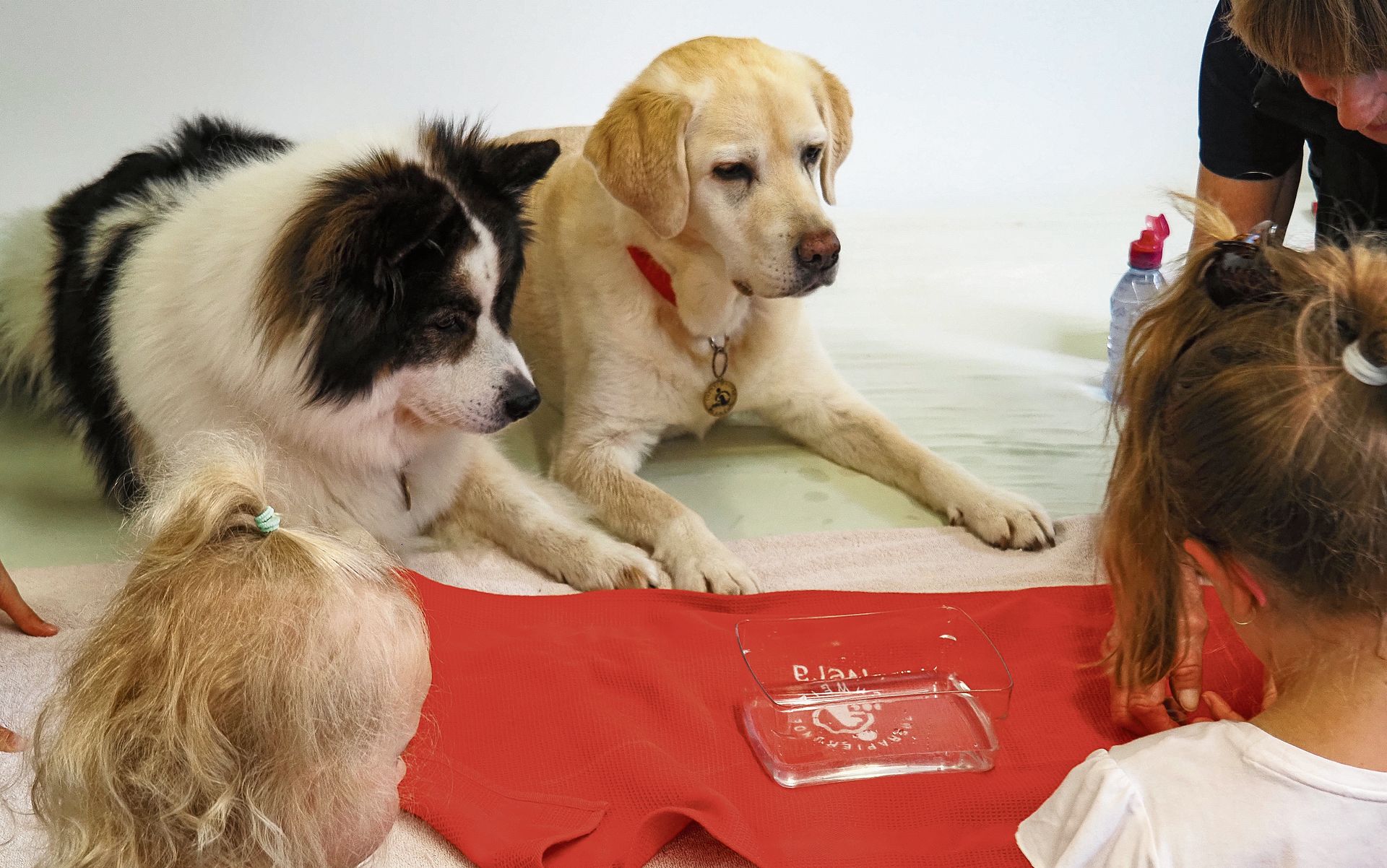 Die beiden Therapiehunde begeisterten Gross und Klein. Die beiden Therapiehunde begeisterten Gross und Klein.