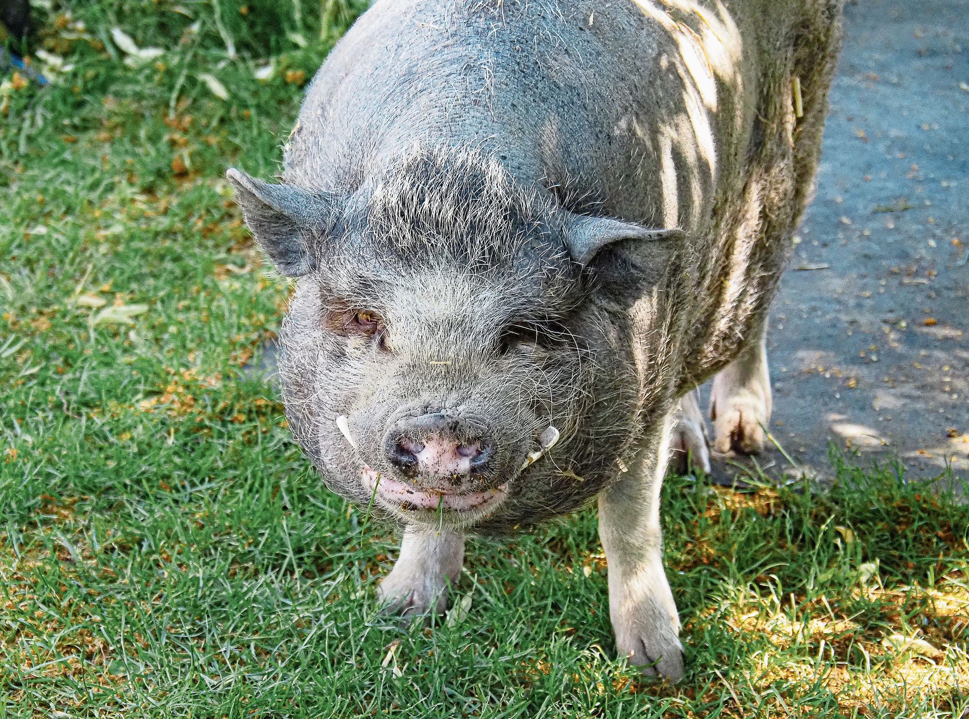 Mini-Pig-Boss Buddy ist nicht der Schönste, aber liebenswert. (Bild Regula Zellweger)