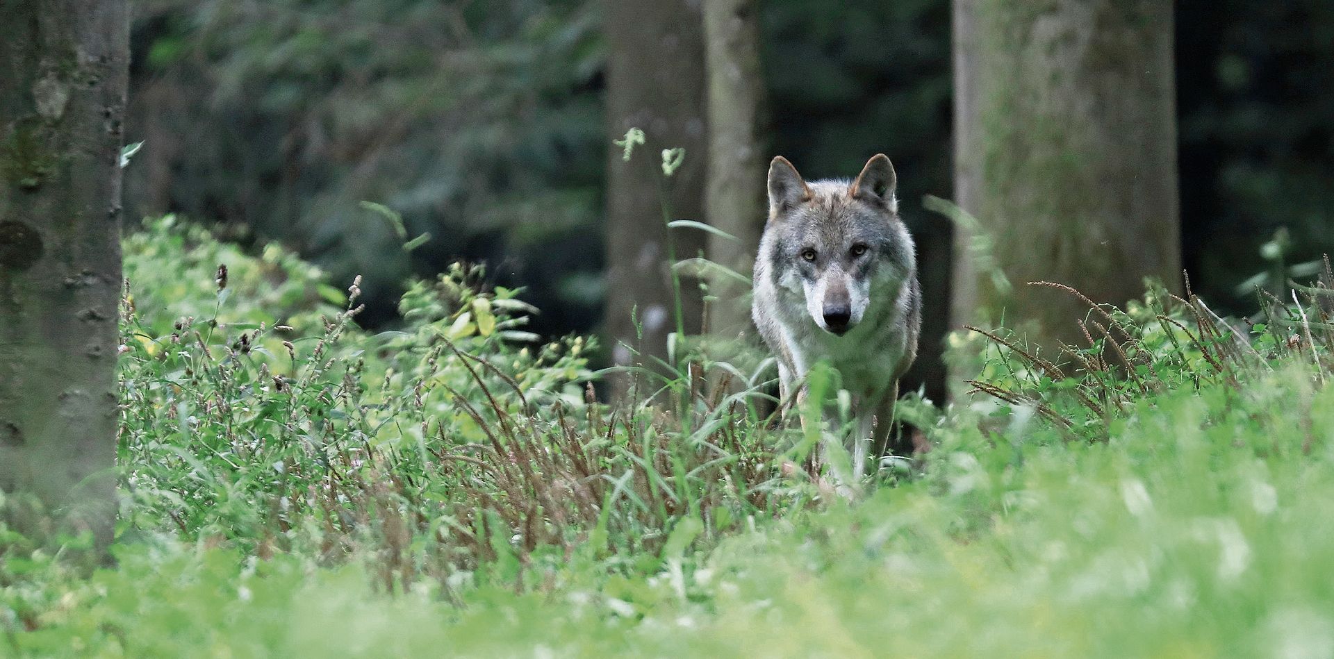 Junge Wolfsrüden auf Reviersuche streifen gelegentlich durch die Region. (Bild Stefan Eichholzer) Junge Wolfsrüden auf Reviersuche streifen gelegentlich durch die Region. (Bild Stefan Eichholzer)