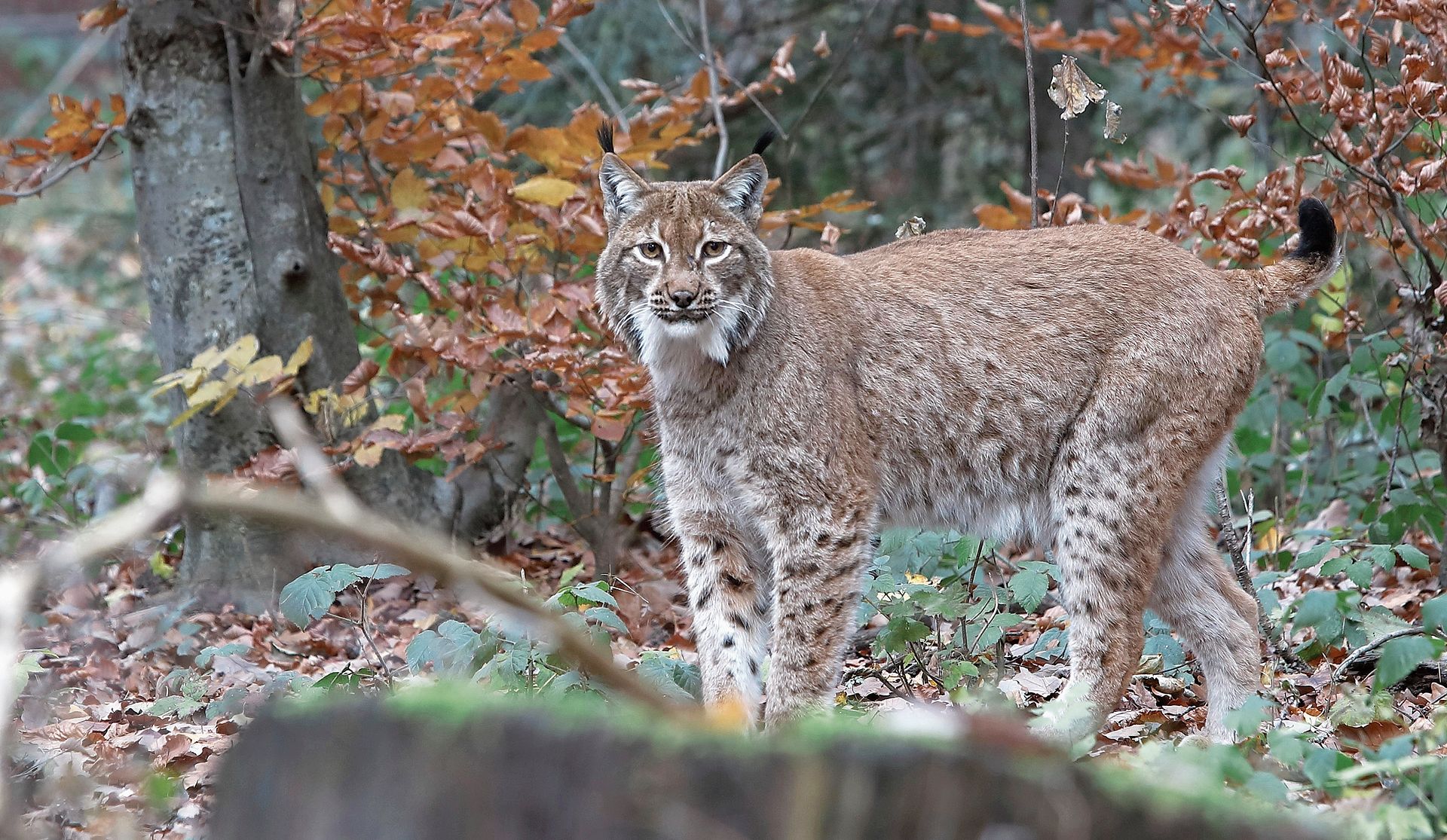 Der Luchs kommt vorbei – meist ungesehen. (Bild Stefan Eichholzer) Der Luchs kommt vorbei – meist ungesehen. (Bild Stefan Eichholzer)