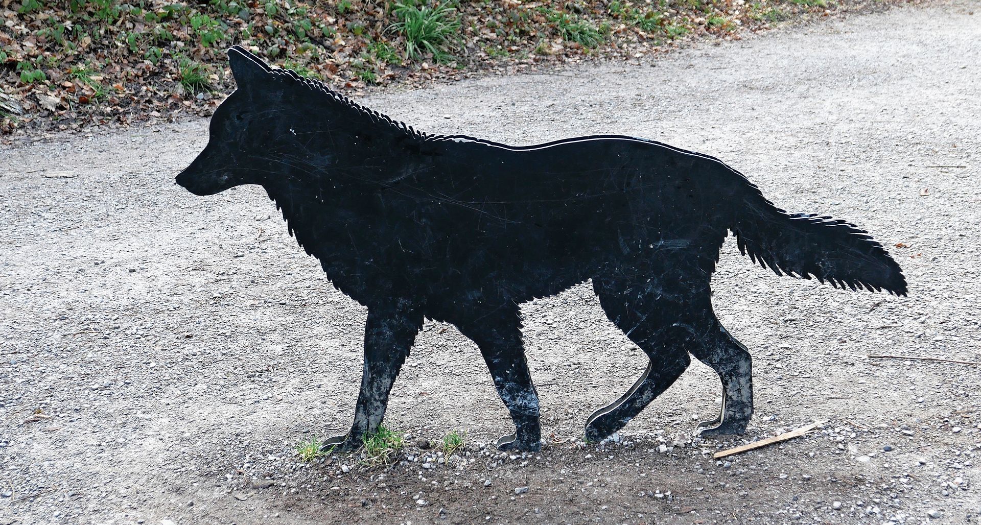 Der Wolf ist zurück – seine Spuren reichen von der Landschaft bis in die Kunst. (Bild Angela Bernetta) Der Wolf ist zurück – seine Spuren reichen von der Landschaft bis in die Kunst. (Bild Angela Bernetta)