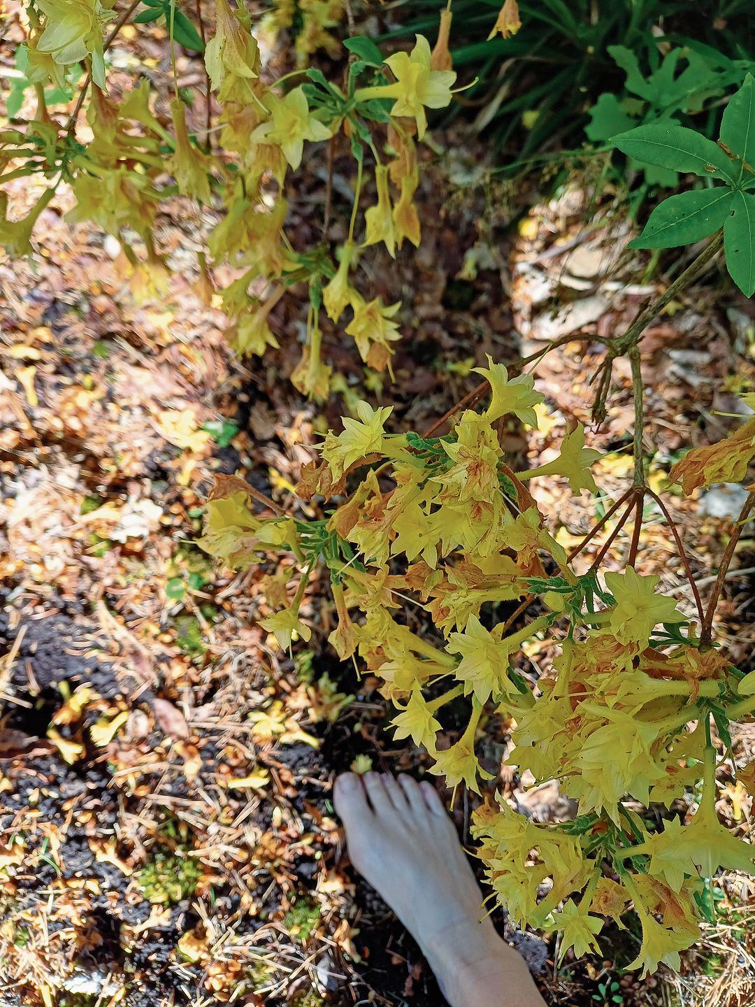 Das Gehen über unterschiedliche Untergründe wie Kies, Sand, Holz, Rinde und Morast beansprucht zahlreiche Muskeln im Fuss. Unregelmässige Untergründe fordern den Gleichgewichtssinn heraus. Barfuss gehen kann man im ganzen Park. Das Gehen über unterschiedliche Untergründe wie Kies, Sand, Holz, Rinde und Morast beansprucht zahlreiche Muskeln im Fuss. Unregelmässige Untergründe fordern den Gleichgewichtssinn heraus. Barfuss gehen kann man im ganzen Park.