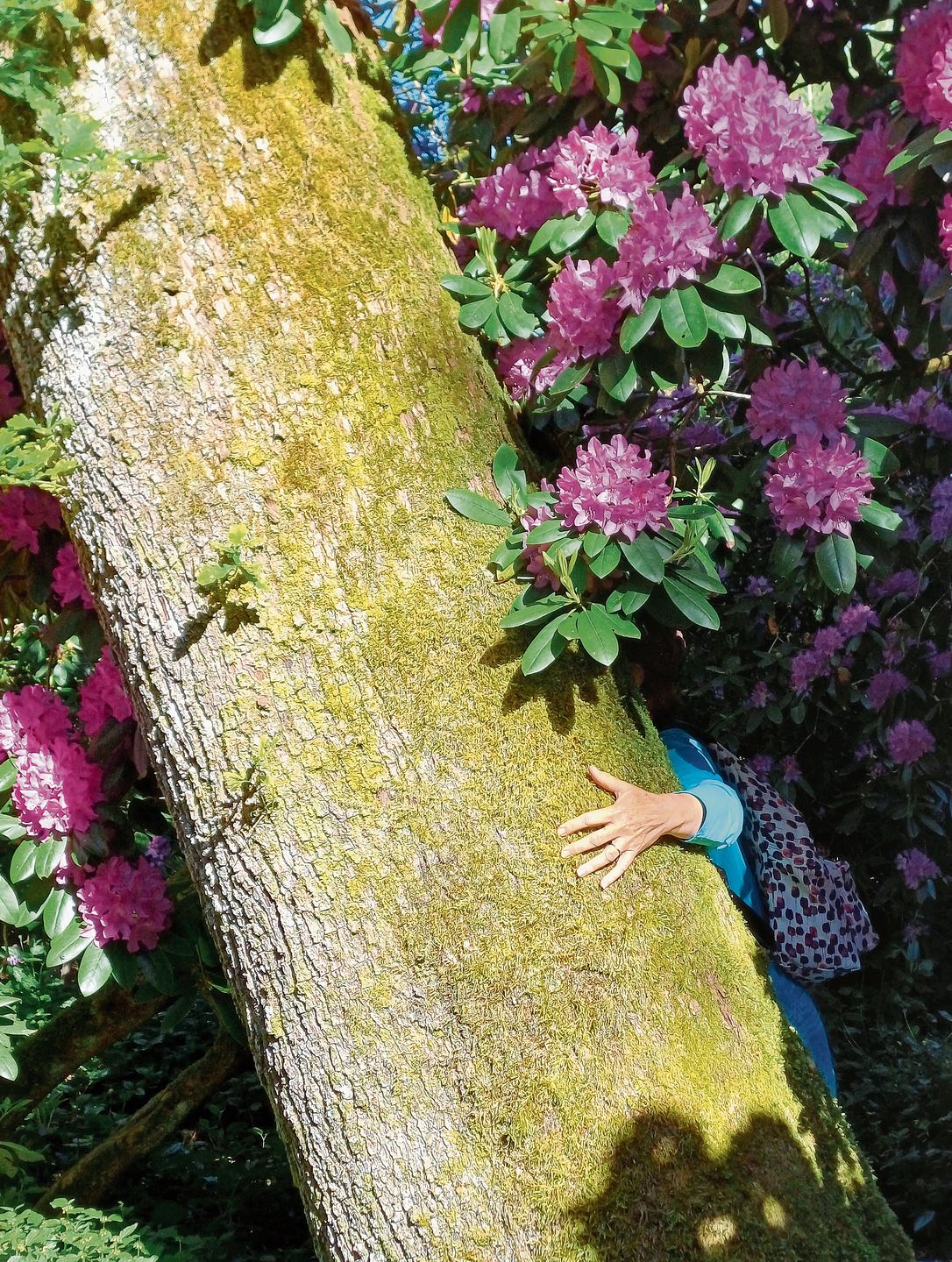 Die Natur mit allen Sinnen erfassen, beispielsweise achtsam eine Baumrinde zu ertasten, bedeutet Naturerleben pur. Die Natur mit allen Sinnen erfassen, beispielsweise achtsam eine Baumrinde zu ertasten, bedeutet Naturerleben pur.