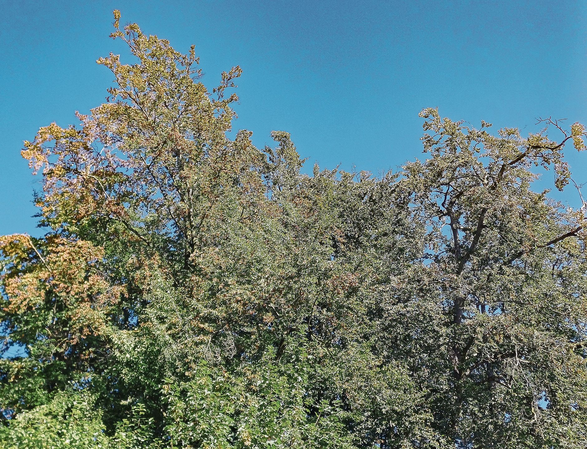Ein Blick in die Baumkronen – besonders an südlich exponierten Waldrändern – zeigt, dass sich die Blätter der Buchen bereits im Juli braun verfärben. (Bilder Regula Zellweger) Ein Blick in die Baumkronen – besonders an südlich exponierten Waldrändern – zeigt, dass sich die Blätter der Buchen bereits im Juli braun verfärben. (Bilder Regula Zellweger)