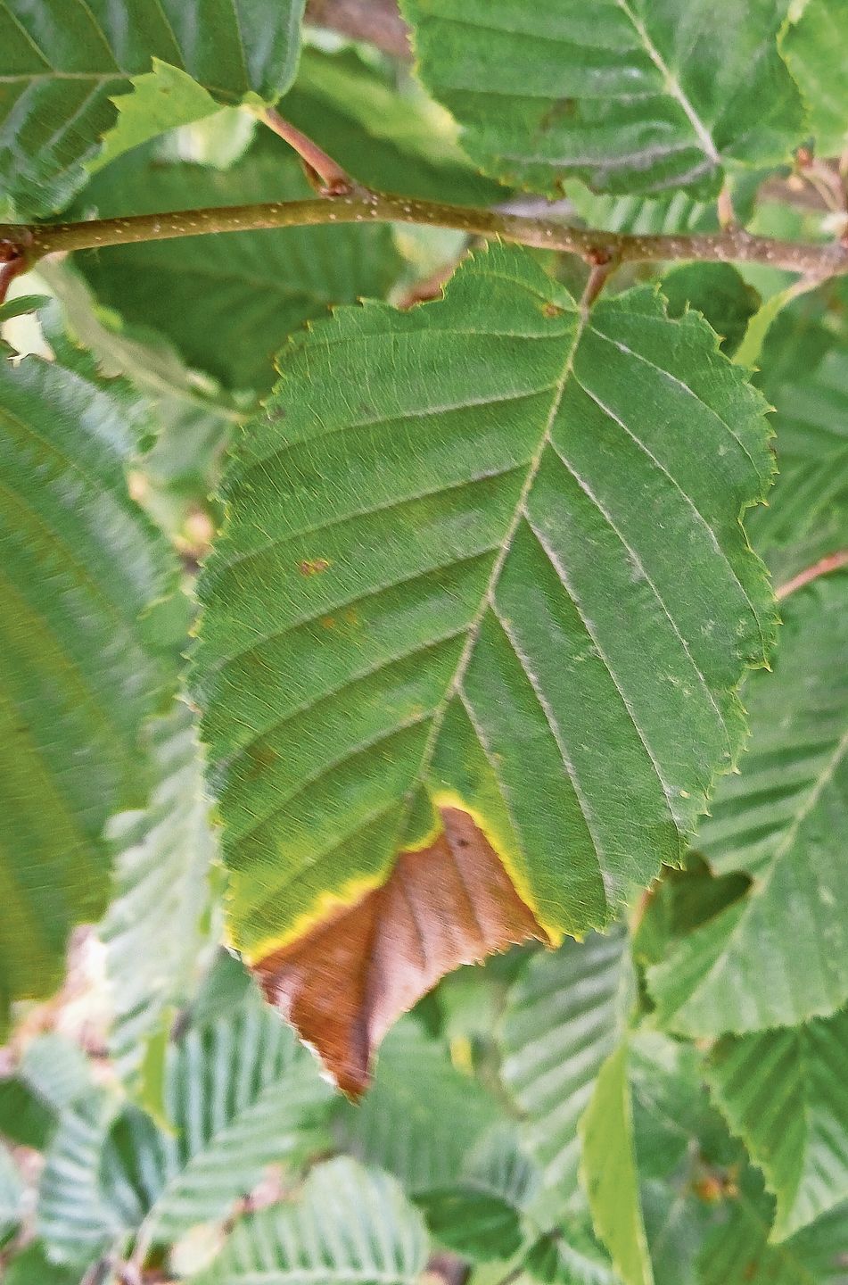 Die Blätter verfärben sich braun. Wasser fehlt. Geht die Entwicklung so weiter, muss der Wald nachhaltig «umgebaut» werden. Die Blätter verfärben sich braun. Wasser fehlt. Geht die Entwicklung so weiter, muss der Wald nachhaltig «umgebaut» werden.