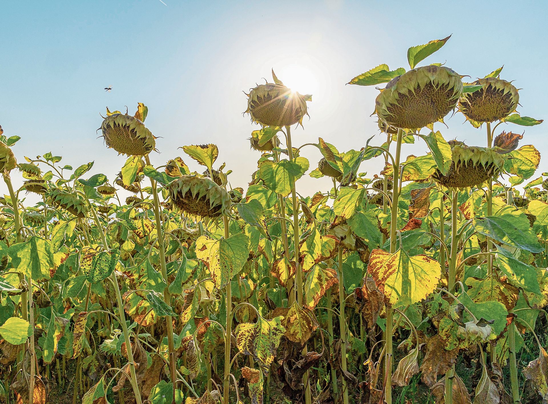 Sogar sie scheinen von der Sonne genug zu haben: Sonnenblumen auf einem Feld bei Aeugst. Sogar sie scheinen von der Sonne genug zu haben: Sonnenblumen auf einem Feld bei Aeugst.