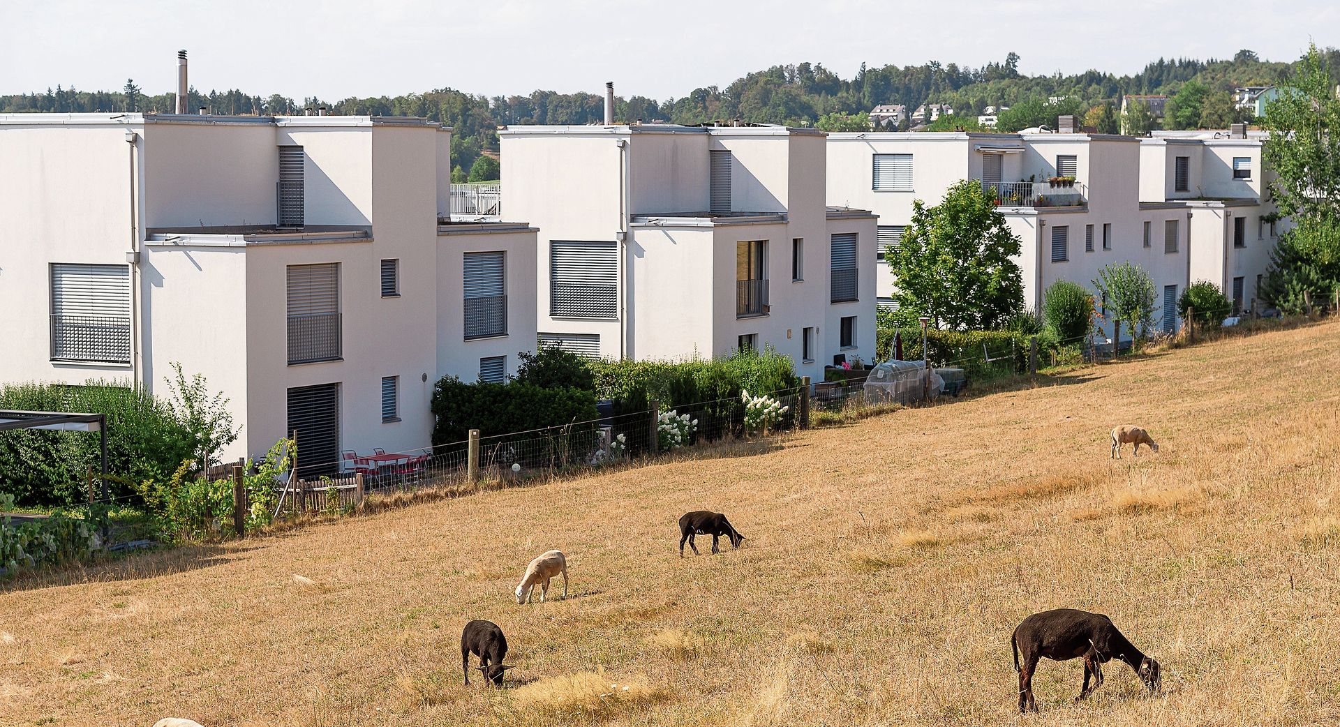 Schon länger kein frisches Gras mehr, aber zu essen finden sie dennoch fast immer etwas: Schafe auf einer Weide in Wettswil. Schon länger kein frisches Gras mehr, aber zu essen finden sie dennoch fast immer etwas: Schafe auf einer Weide in Wettswil.