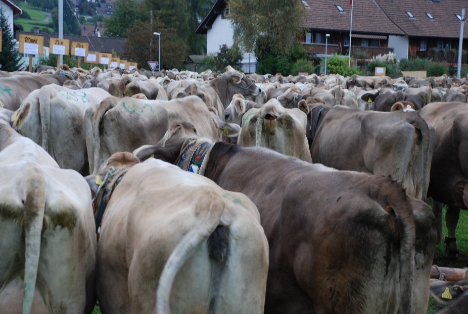 Die Konkurrenz ist riesig: Welche Kuh ist die Schönste?

