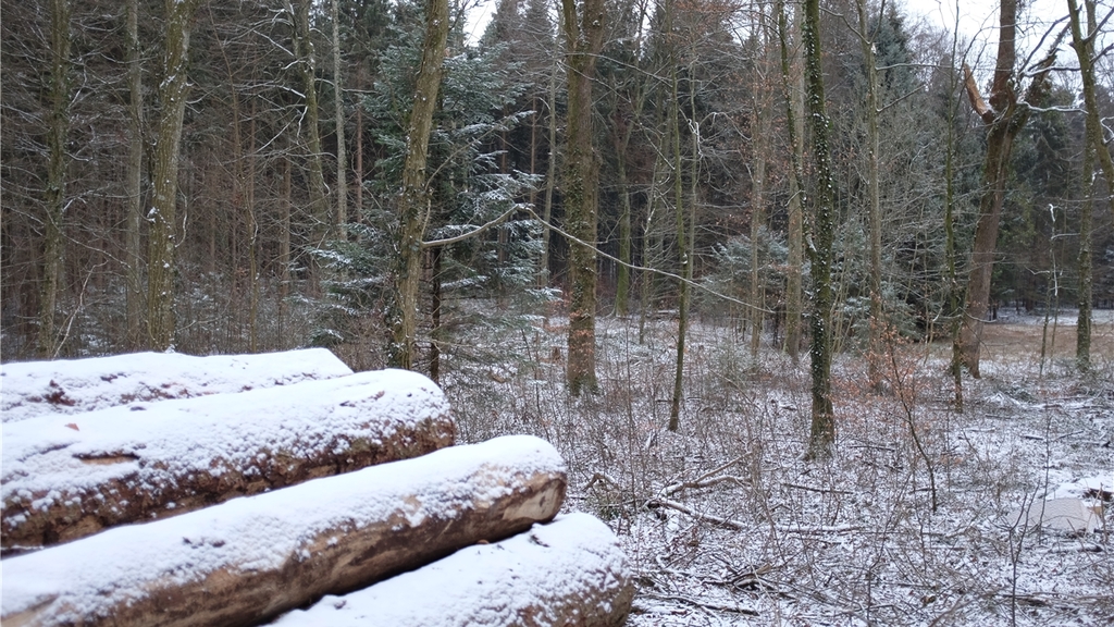 In einem stark befallenen, ehemals dichten Waldstück musste ein Grossteil der Bäume – alles Fichten – geerntet werden. (Bilder Salomon Schneider) In einem stark befallenen, ehemals dichten Waldstück musste ein Grossteil der Bäume – alles Fichten – geerntet werden. (Bilder Salomon Schneider)
