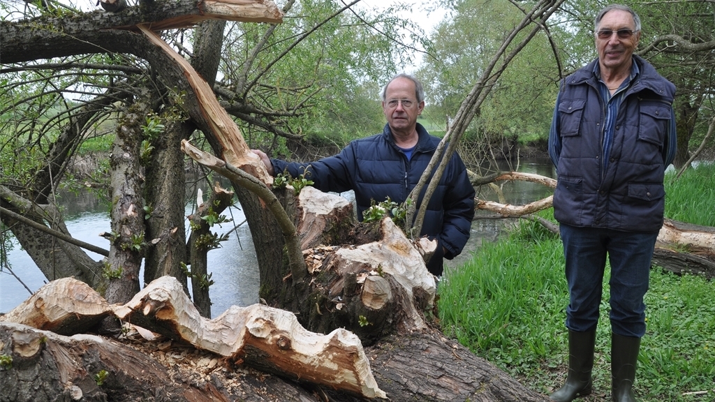 Fischenz-Mitinhaber Peter Schmid (links) und Fischer Heinz Keller vor Stämmen am Lorzeufer, die vom Biber «bearbeitet» wurden. (Bilder Werner Schneiter) Fischenz-Mitinhaber Peter Schmid (links) und Fischer Heinz Keller vor Stämmen am Lorzeufer, die vom Biber «bearbeitet» wurden. (Bilder Werner Schneiter)