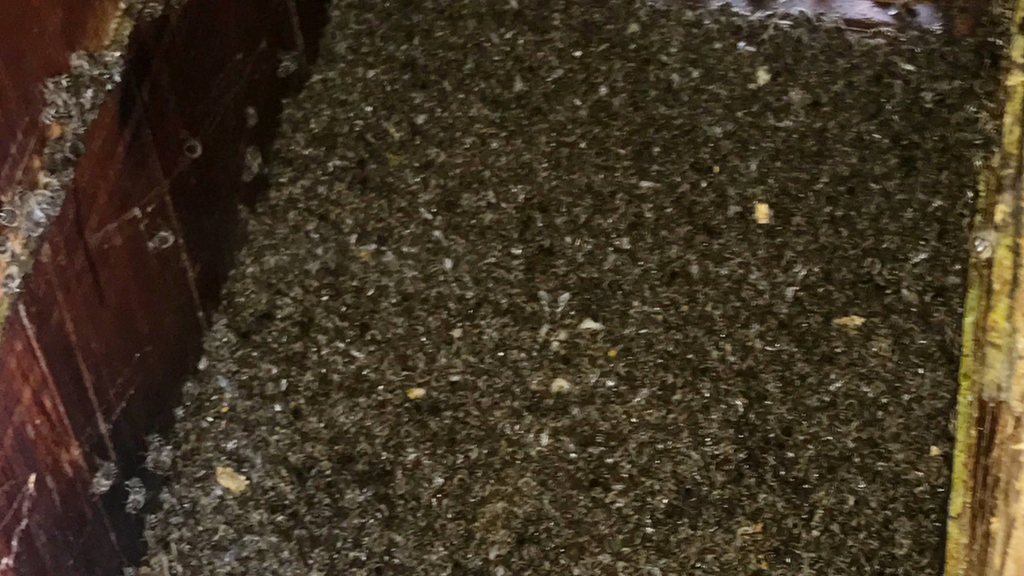 Übler Anblick im März: Tote Bienen in Massen drinnen ...