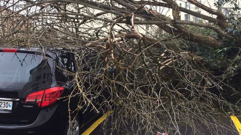 Affoltern: Ein Baum landete auf einem parkierten Auto... Affoltern: Ein Baum landete auf einem parkierten Auto...