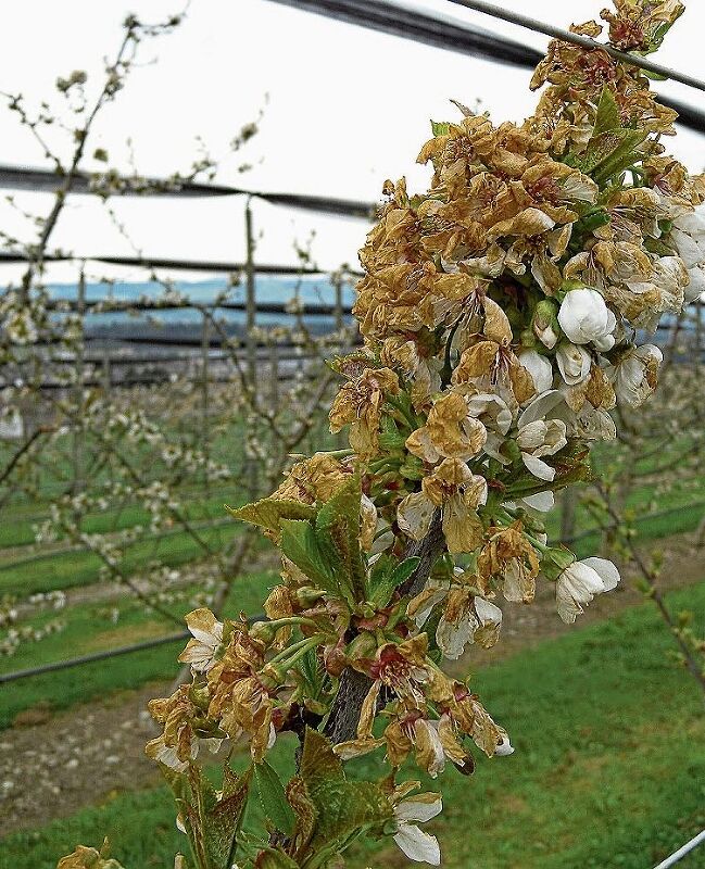 An den jungen Bäumen sind die Blüten mehrheitlich erfroren. An den jungen Bäumen sind die Blüten mehrheitlich erfroren.