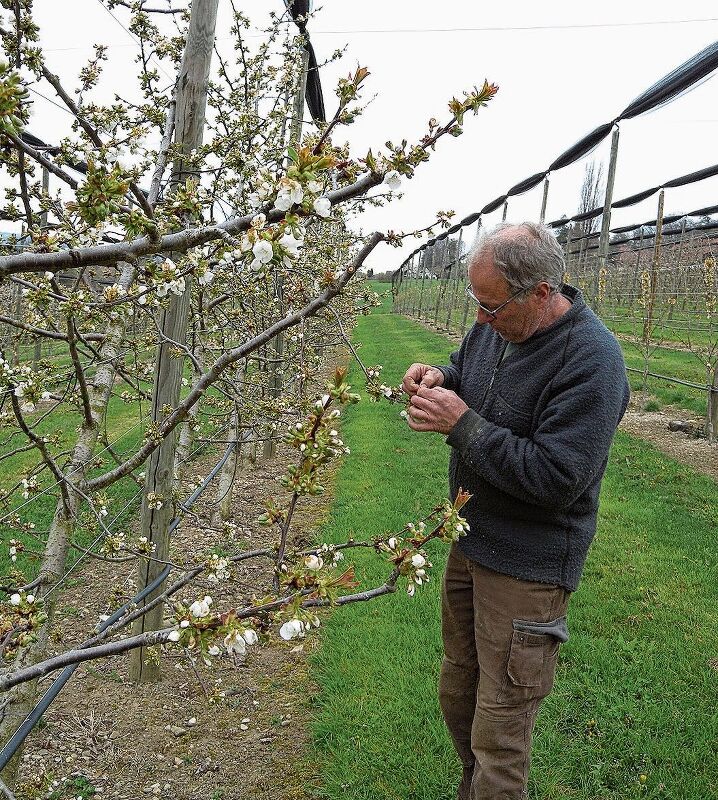 Landwirt Beat Stübi begutachtet nach dem Frost die Blüten der Kirschbäume. (Bilder Marianne Voss) Landwirt Beat Stübi begutachtet nach dem Frost die Blüten der Kirschbäume. (Bilder Marianne Voss)