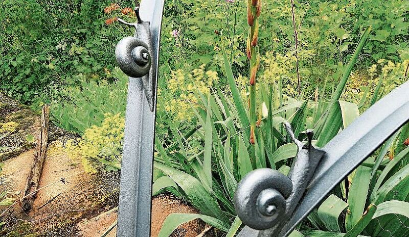 wie er diese Weide aus einem kleinen Ast gezogen hat.
