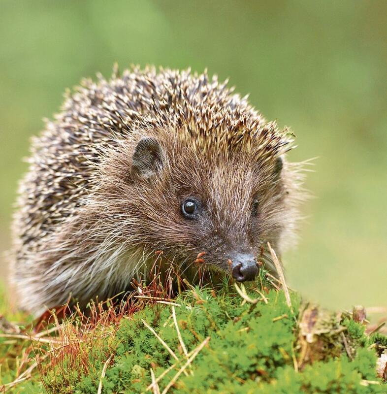 Ein Teil der rund 20 Ehrenamtlichen, die sich in Hedingen um die Igel kümmern werden. (Bilder zvg.)
